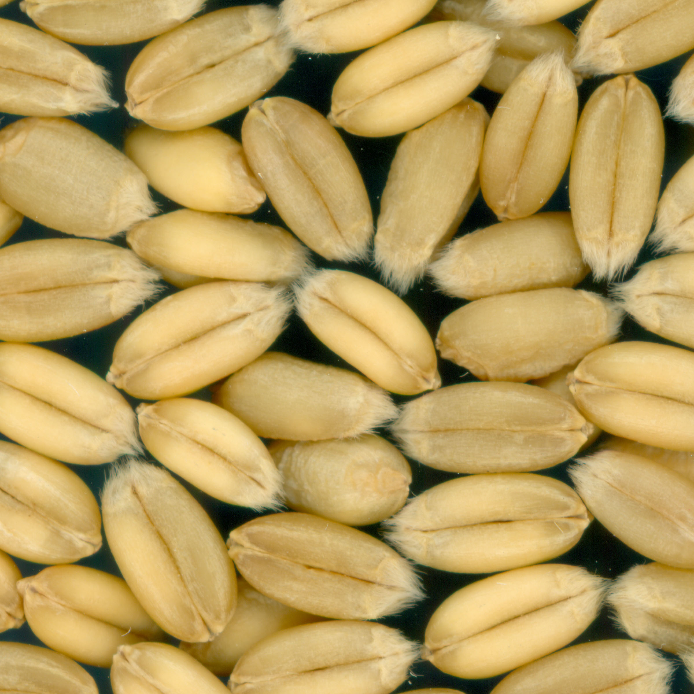 KERNELS